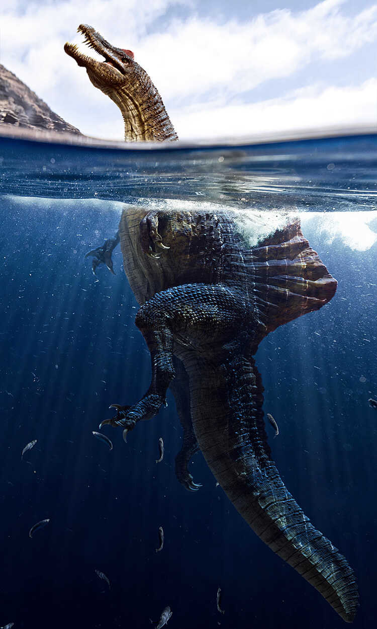 5 Spinosaurus may be aquatic dinosaur
